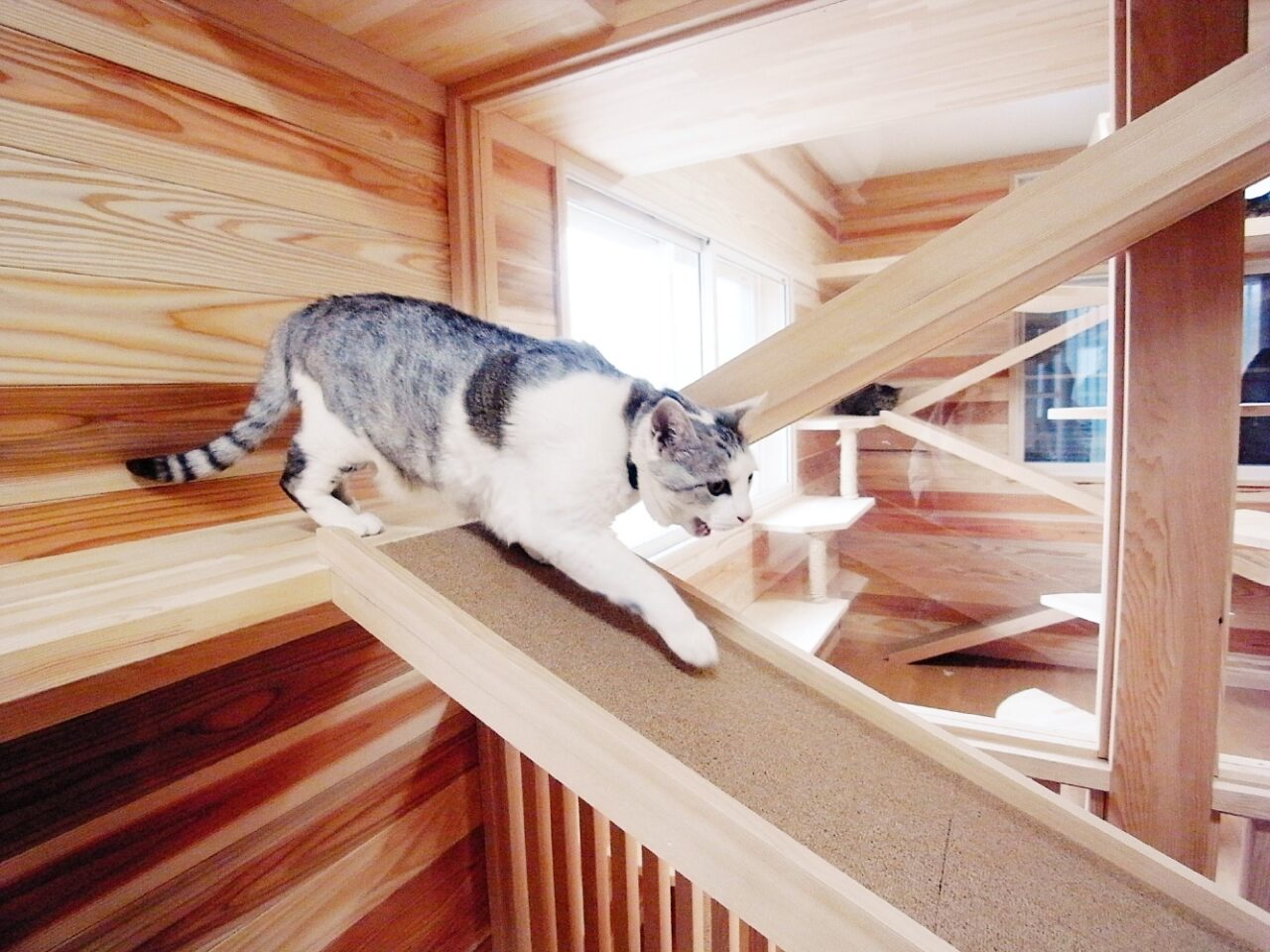 【施工事例】キャットウォークセレクション♪｜スタッフブログ｜コラム | 河原工房｜大阪・兵 …